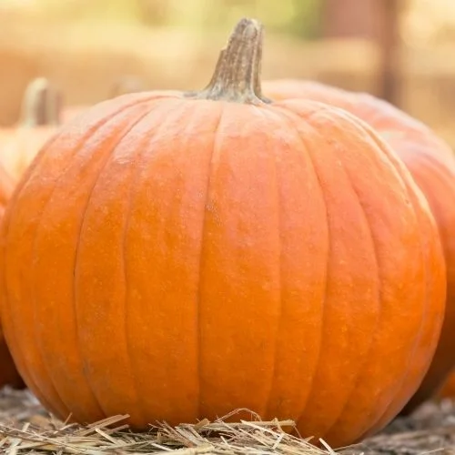Farmville Pumpkin Patch