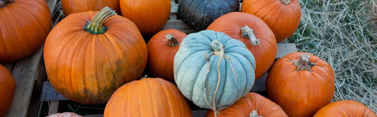 Pumpkin Patches in Farmville VA